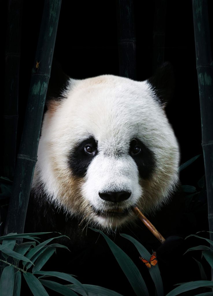 Panda Porträtt