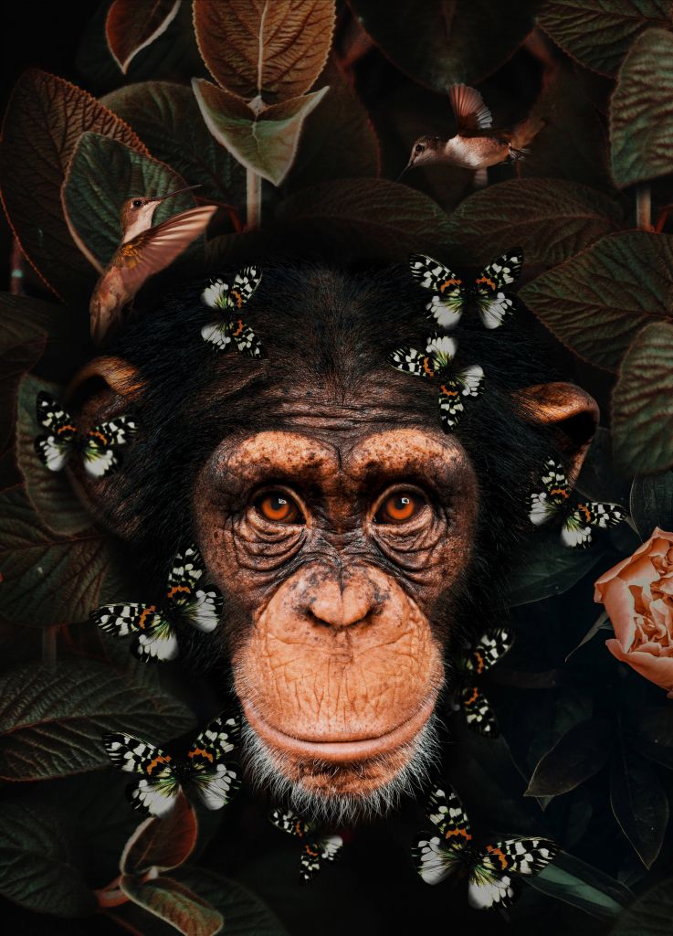Tropical Chimpanzee Porträtt
