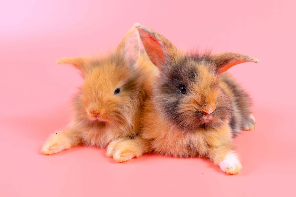 Kaniner med rosa bakgrund