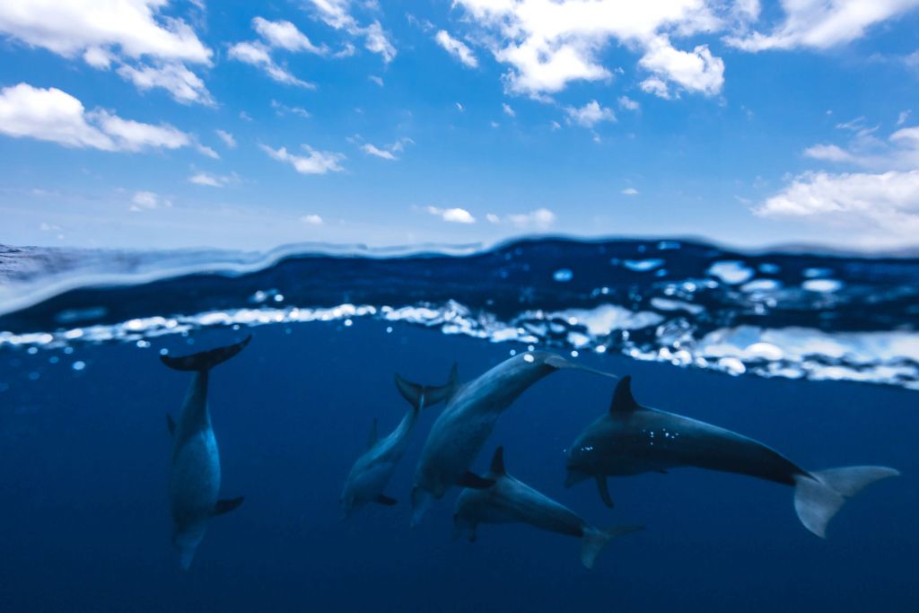 Between air and water with the dolphins