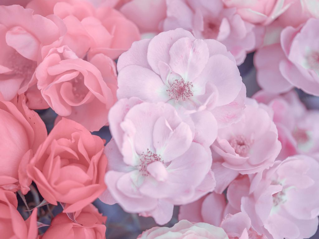 Rosa klerikala blommor