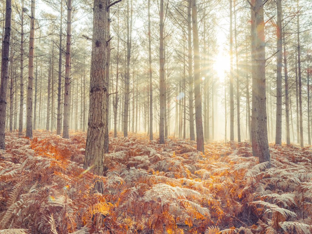 Solstrålar genom de kalla träden