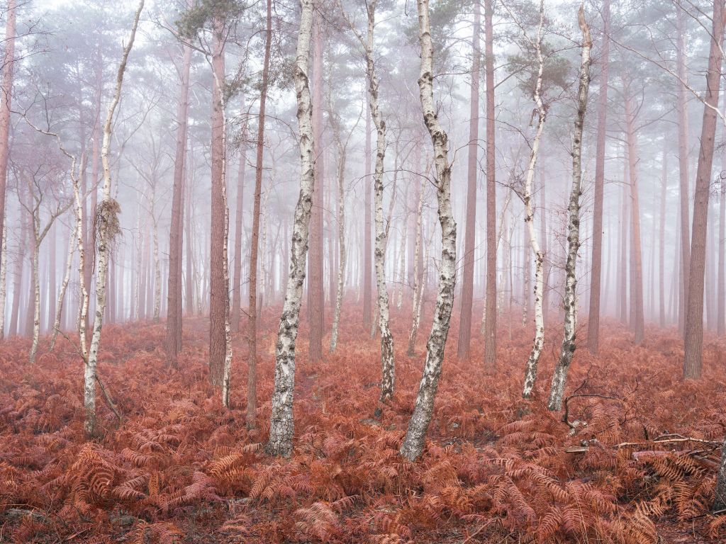 Öde dimmig skog