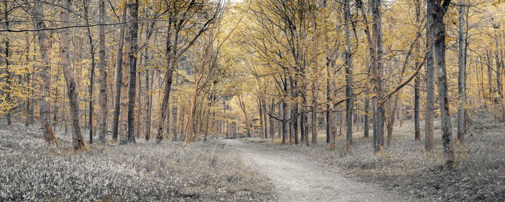 Skogsväg under hösten