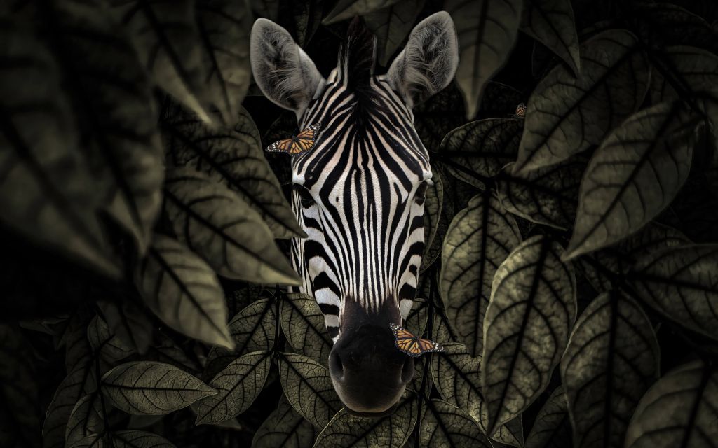 Djungel Zebra