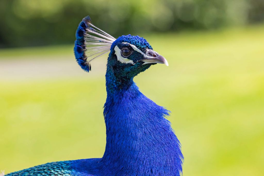 Närbild av blå påfågel