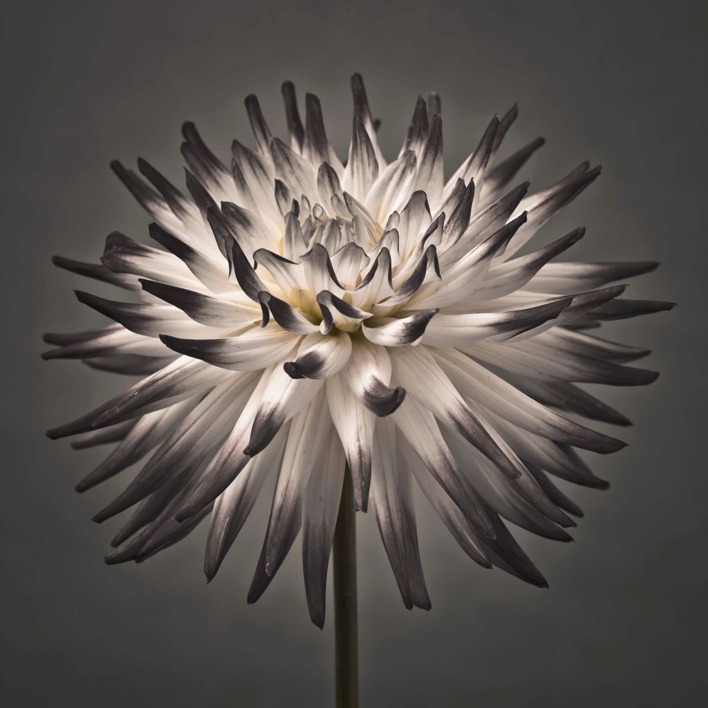 Dahlia blomst svart og hvit
