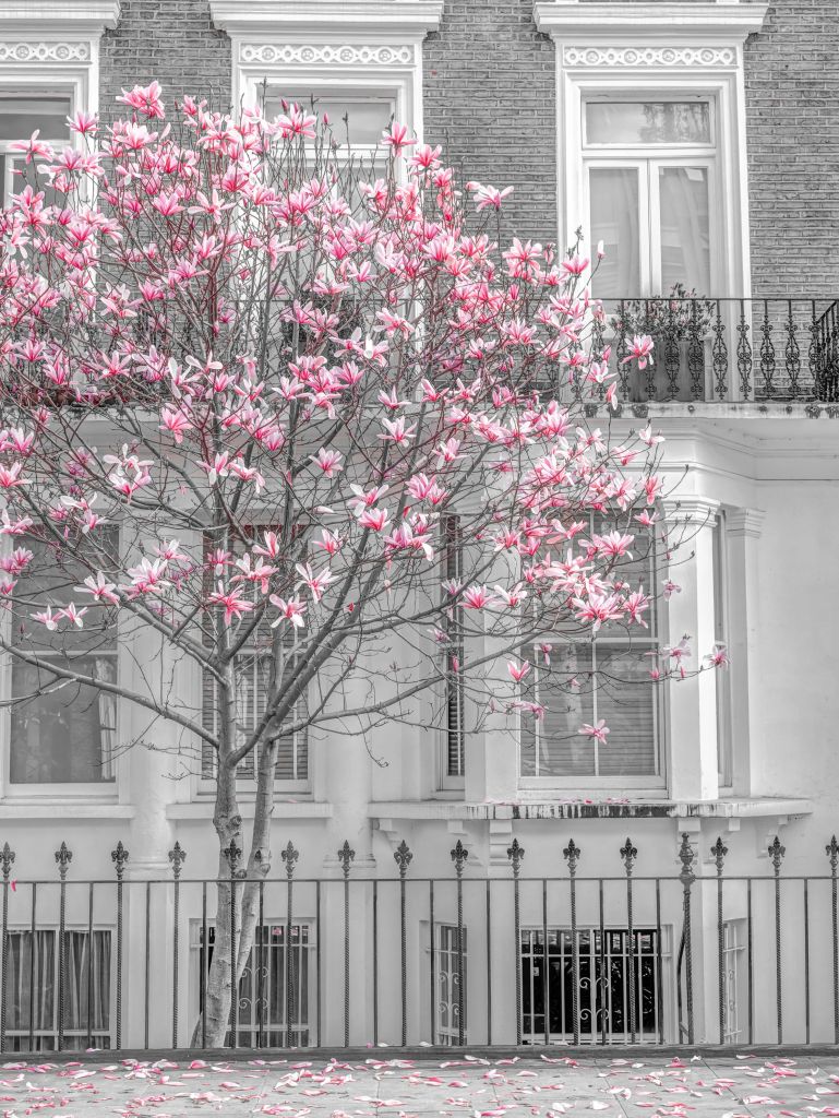 Blommande magnolia
