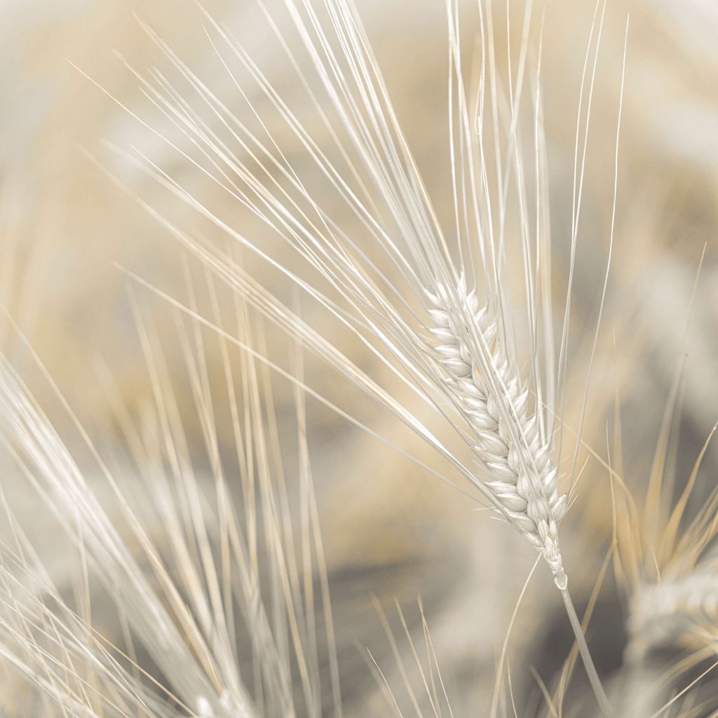 Nærbilde av hvete