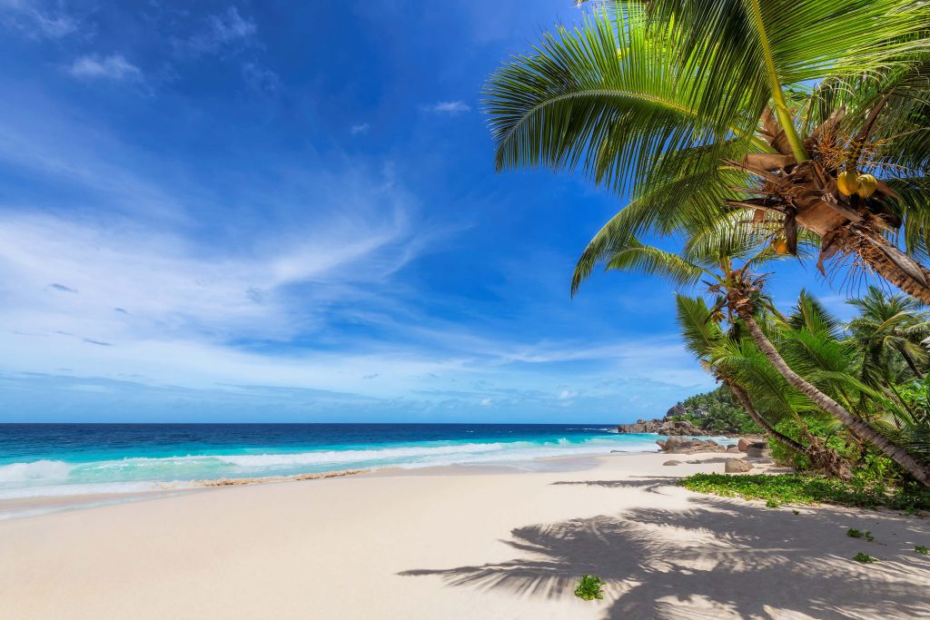 Tropisk strand med palmträd