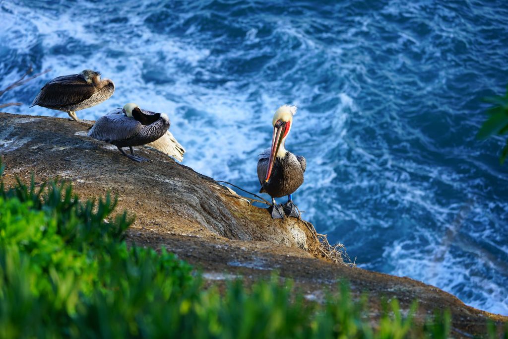 Kaliforniens pelikaner