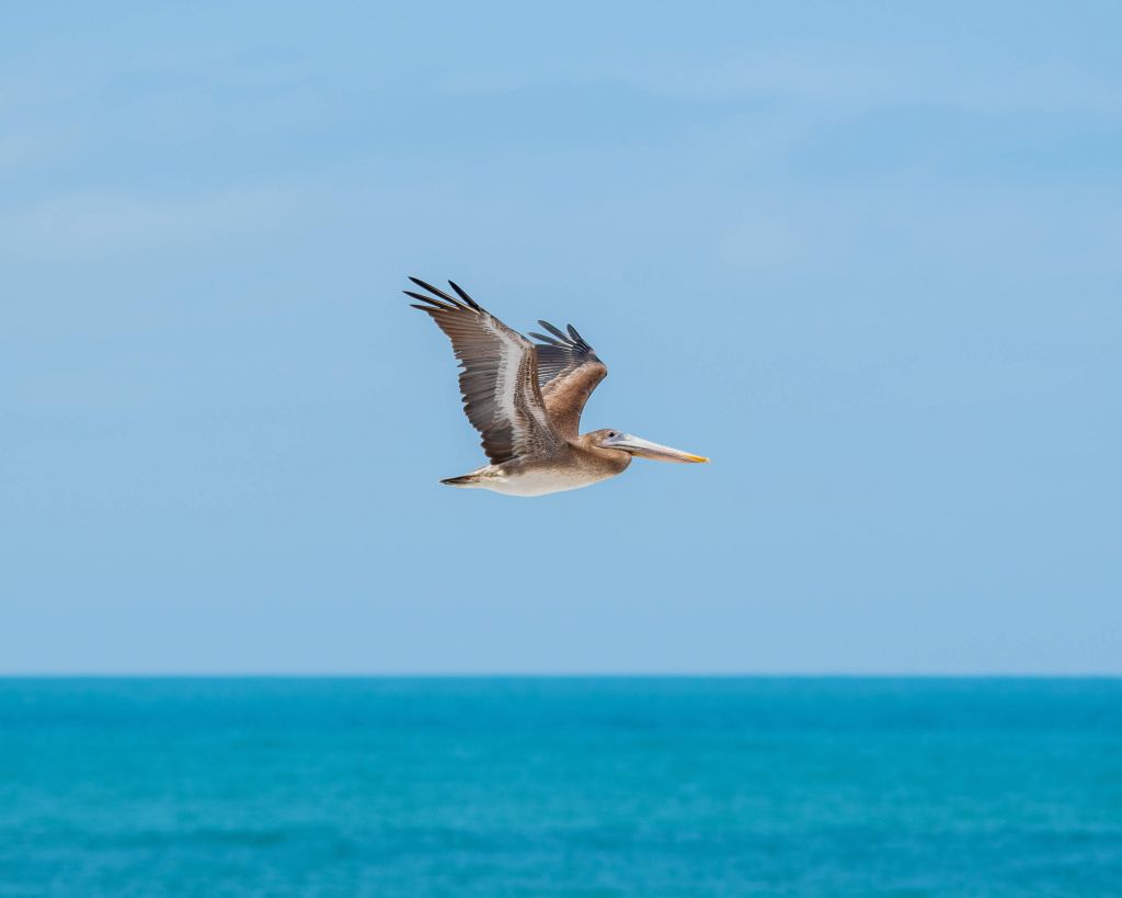 Flygande pelikan