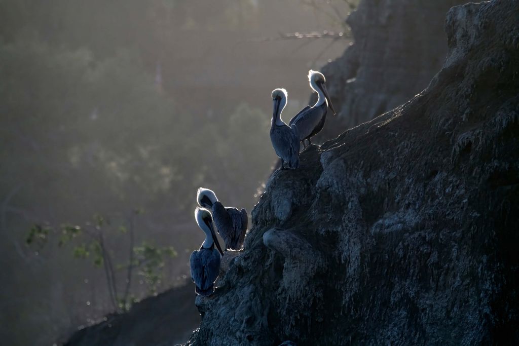 Bruna pelikaner