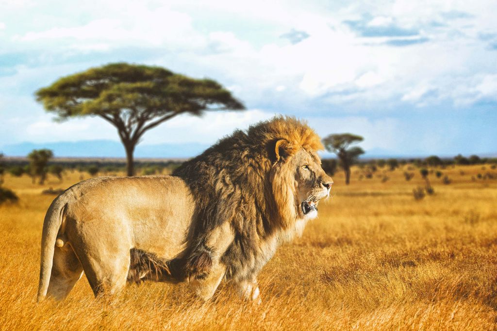 Løve på savannen
