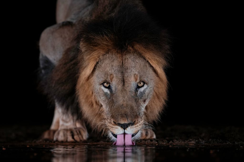 Drickande lejon