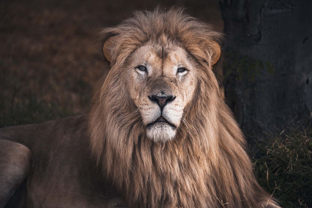 Porträtt av ett lejon