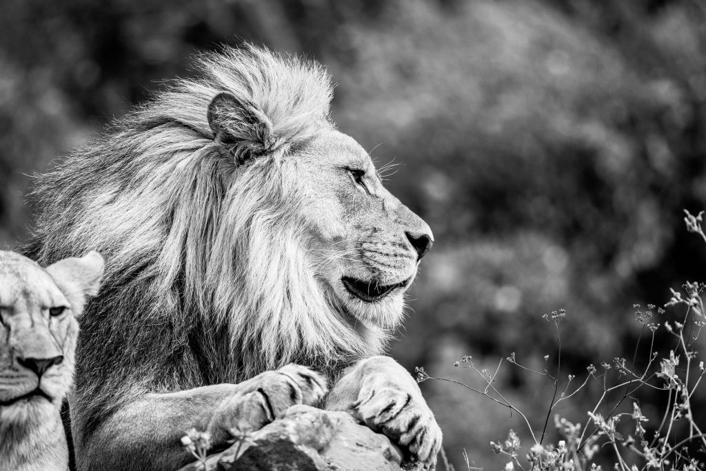 Tyst lejon på savannen