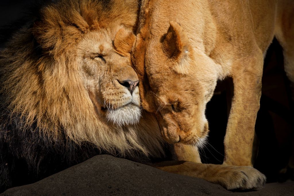 Lejon och lejoninna
