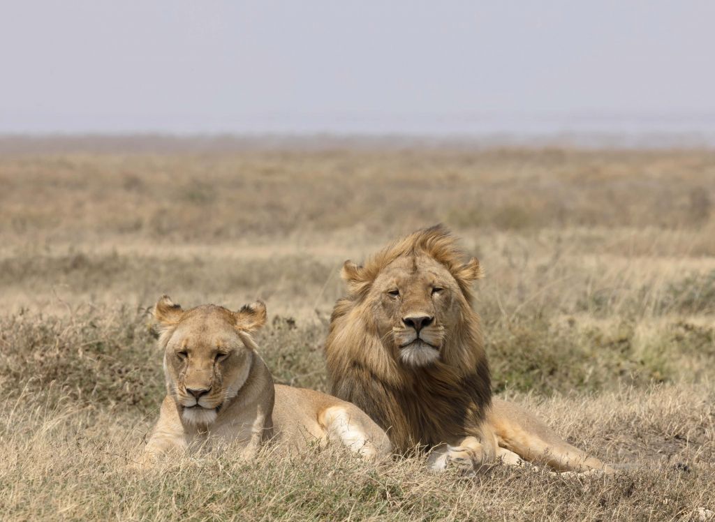 Lejon och lejoninna på savannen