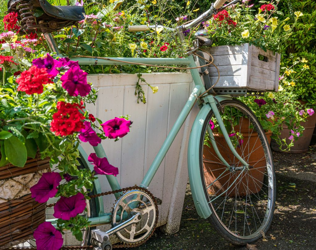Gammal cykel med blommor