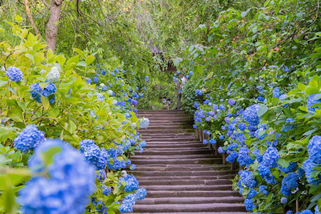 Blåa blommor i en park