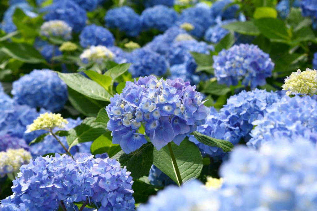 Blommande blå hortensior