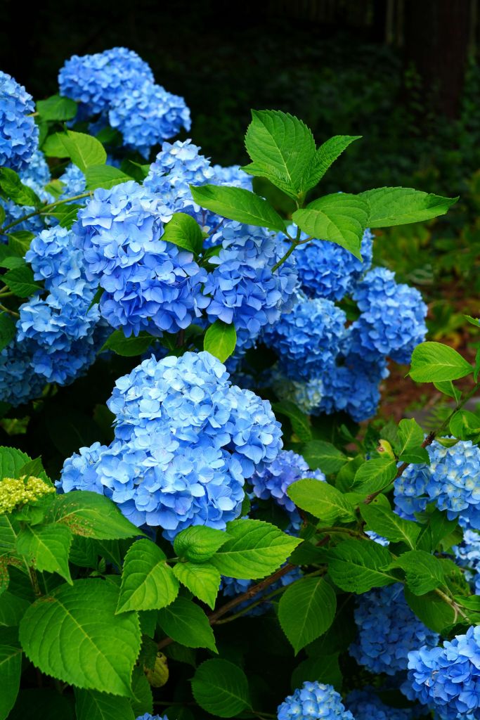 Blå hortensiablommor