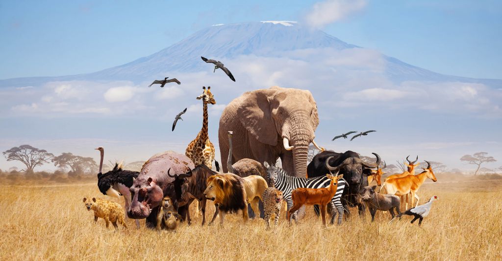 Afrikanska djur på Kilimanjaro