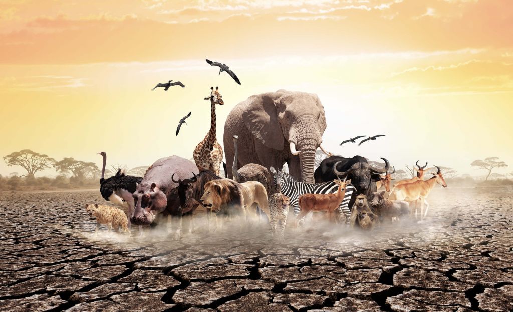Dyr i Afrika