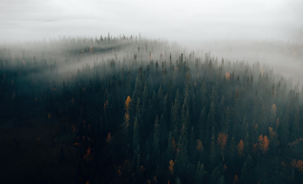 Dimma skog