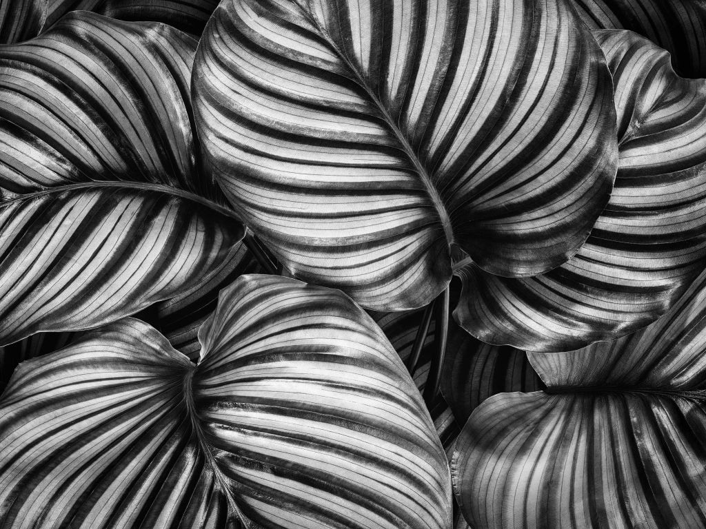 Plante med stripete blader