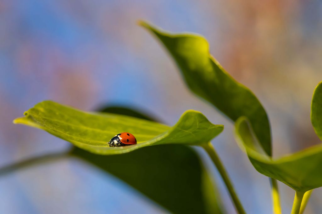 Ladybug mellan bladen