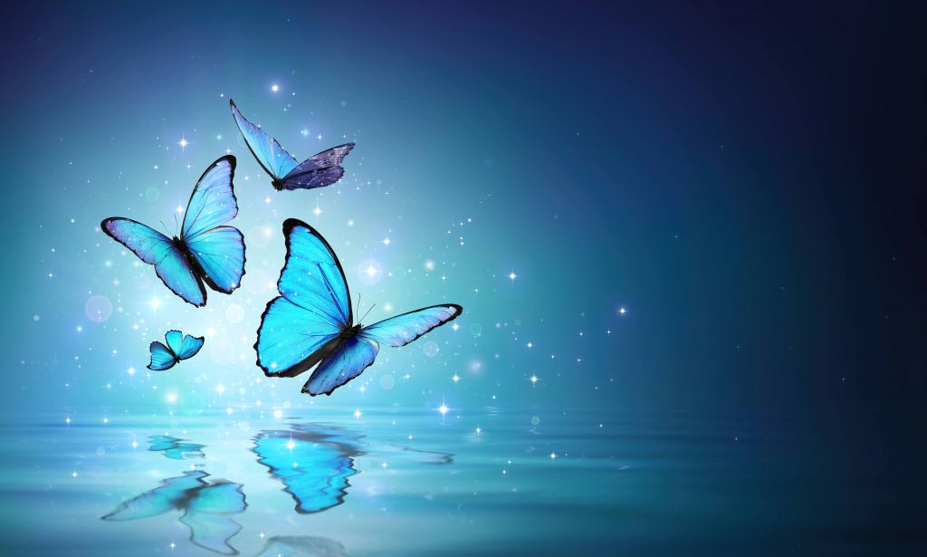 Fefjärilar på vatten