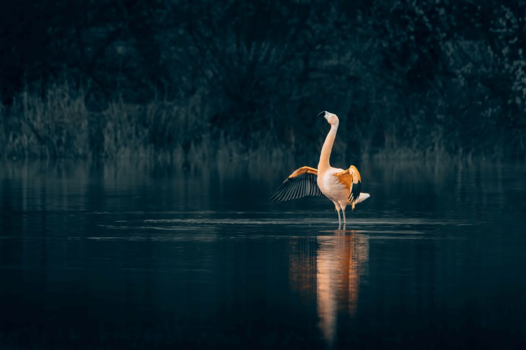Flamingo i öde sjö