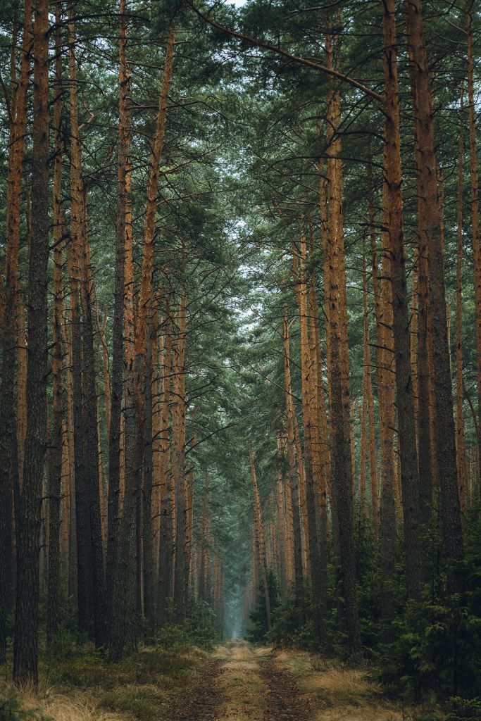The Forest road 1