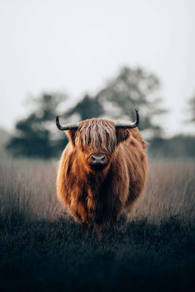 Porträtt av highland boskap