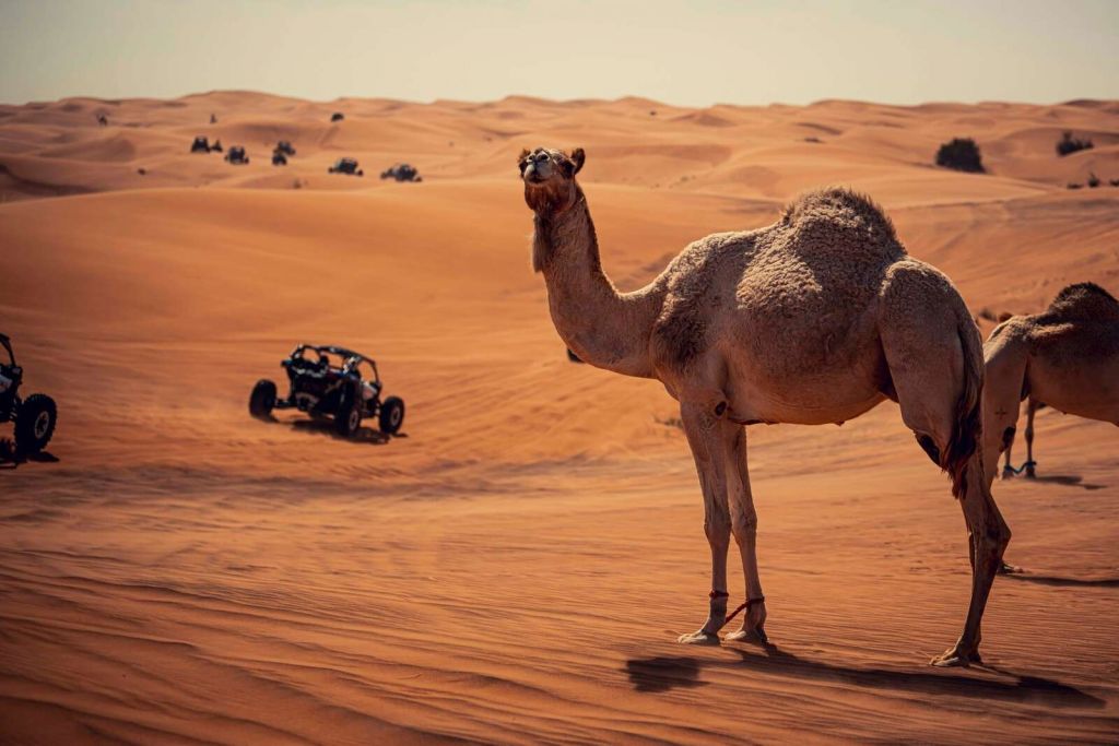 Offroad eventyr i ørkenen