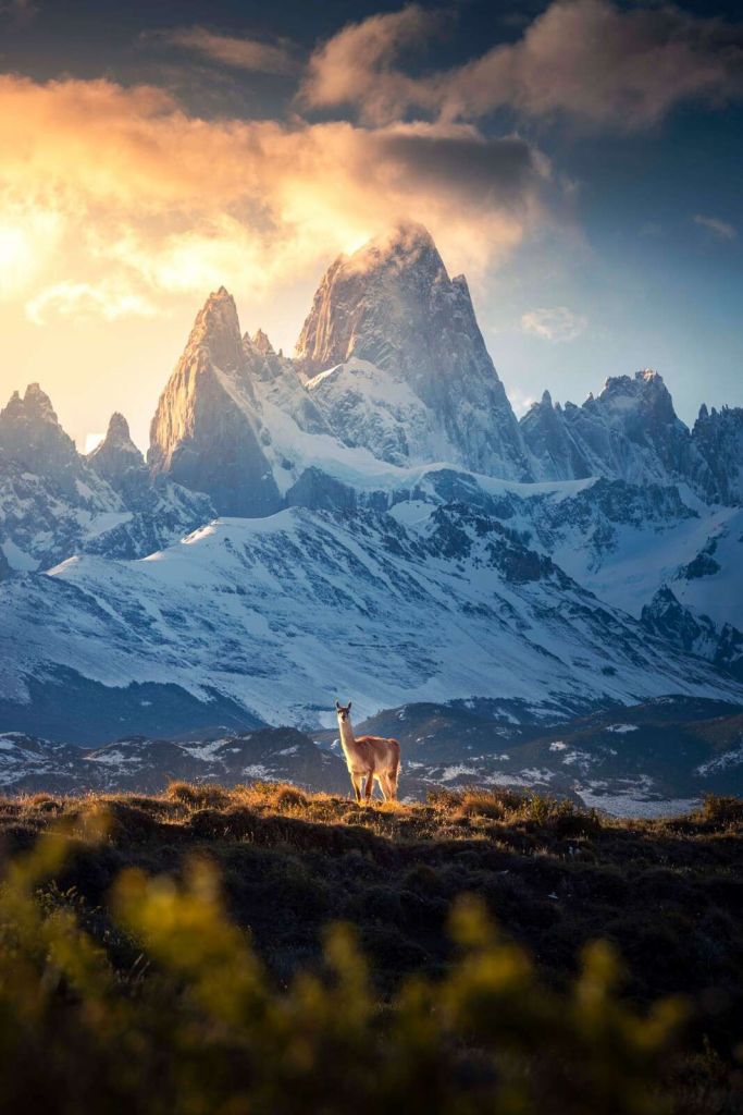 Guanaco foran sneklædte patagoniske bjergtoppe