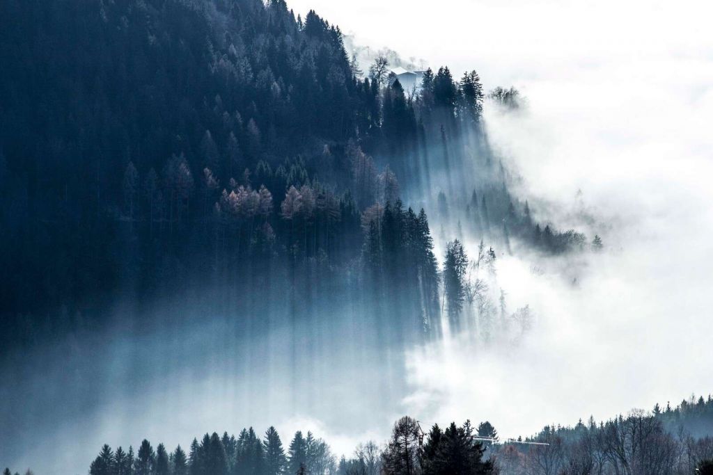 Morgensol i tåget skov