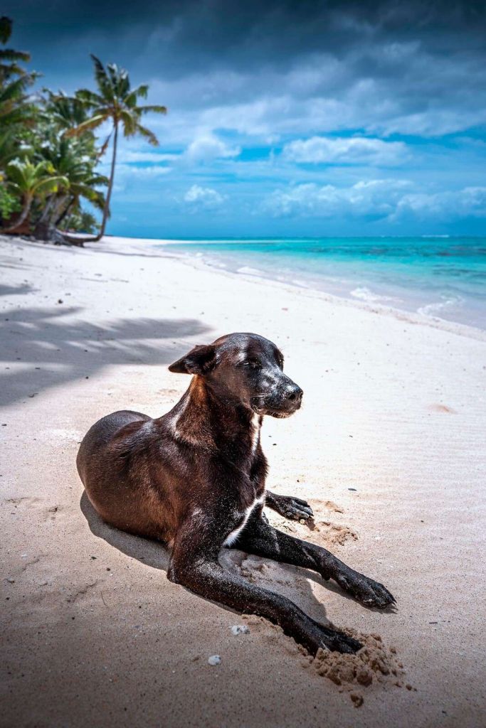 Sort hund på tropisk strand
