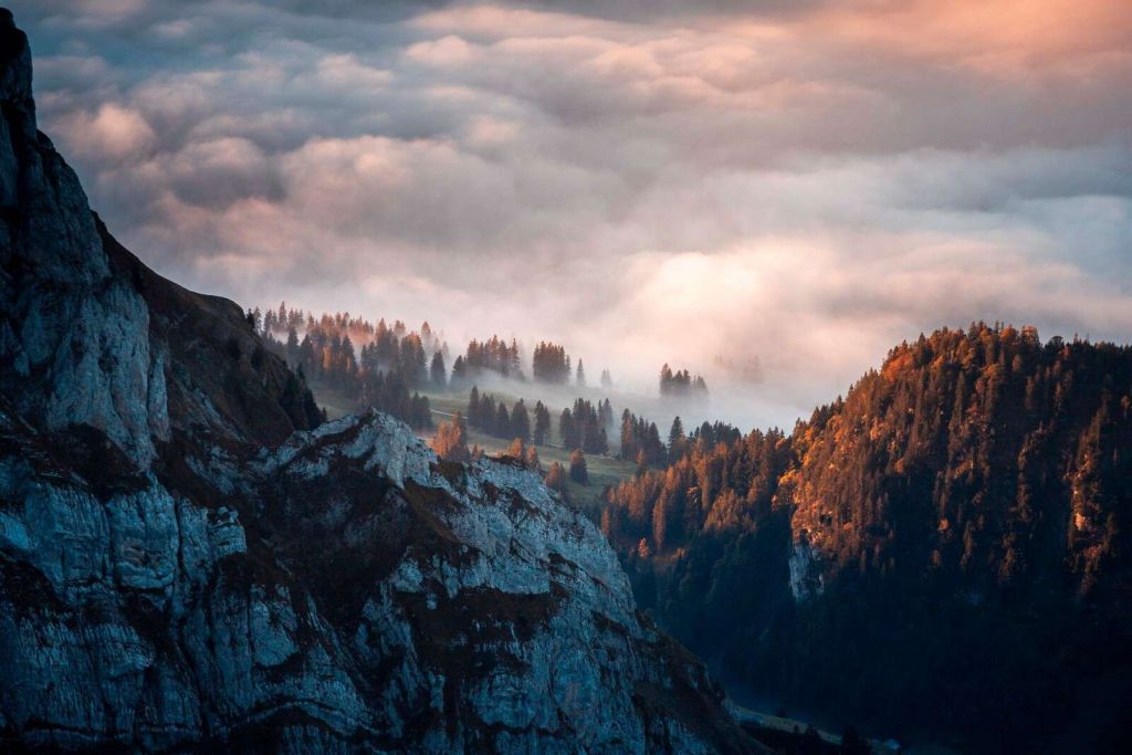 Bøgeskov i morgentåge