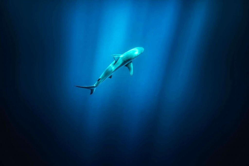 Haj i dybblåt havlys