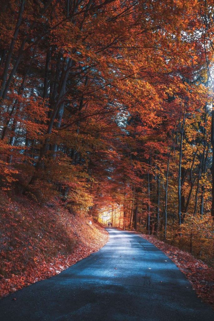 Efterårsspor Gennem Lidenskabelig Skov