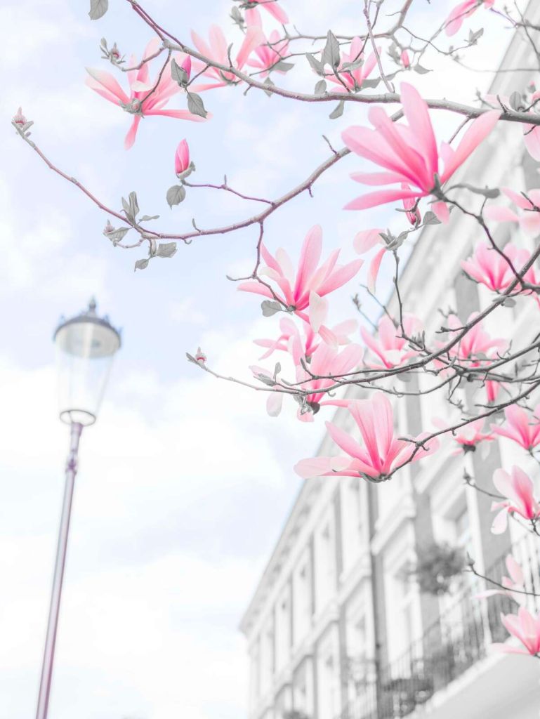 Magnoliablomster