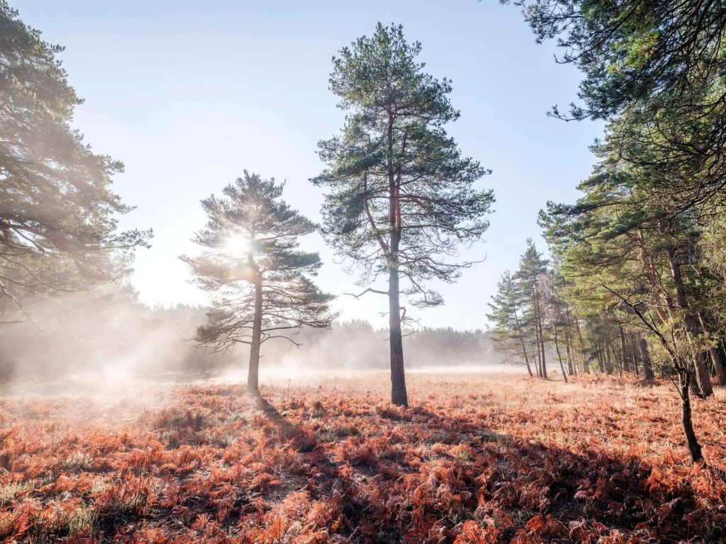 Sol gjennom trær i skogen