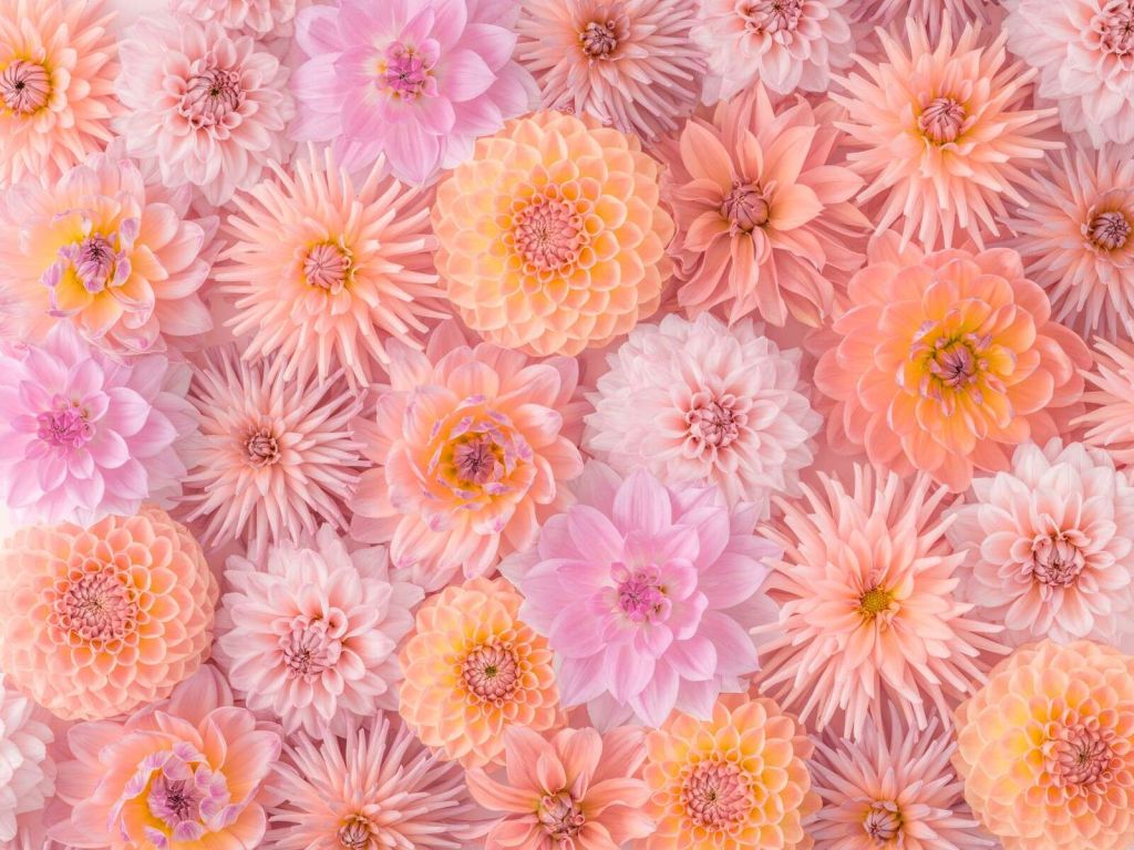 Full ramme med georgineblomster