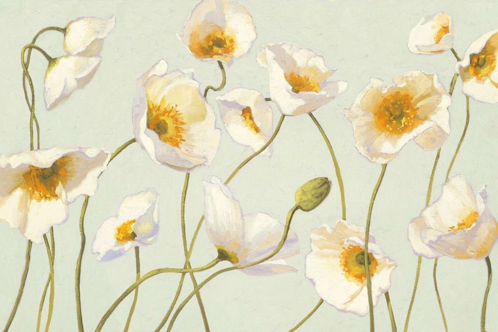 Hvite valmuer på en mild vind.