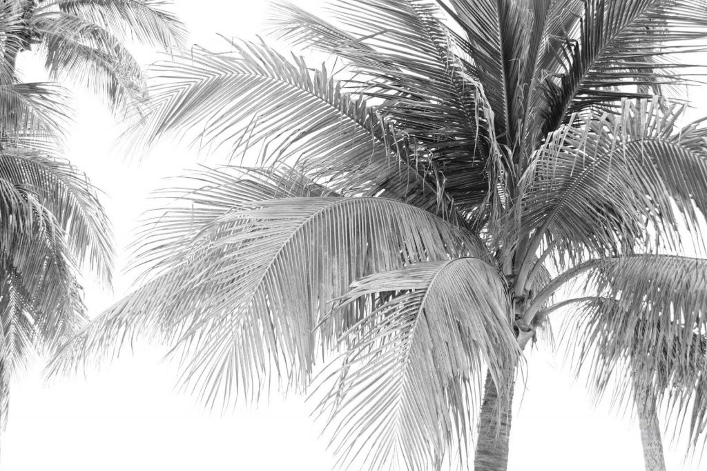 Palmblade i klart sollys