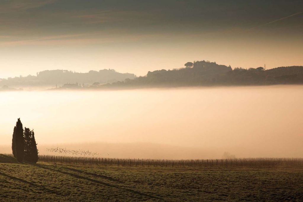 Bakker i toscansk morgen tåge