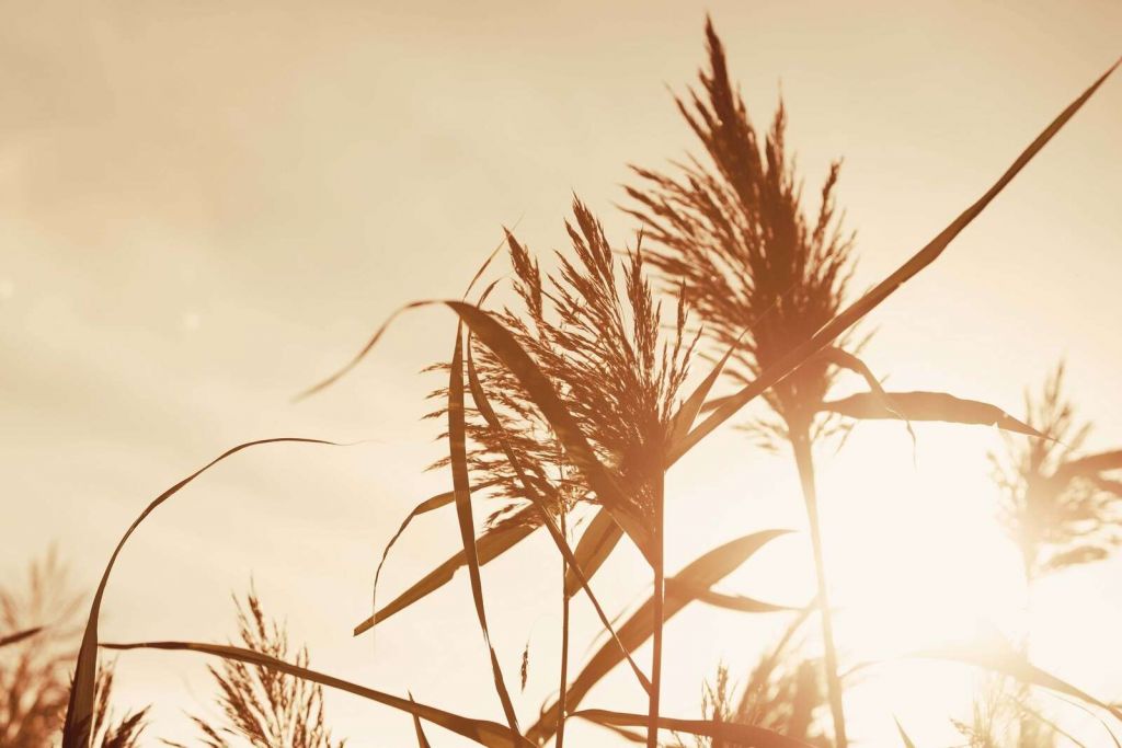 Røraks i gyldent sollys